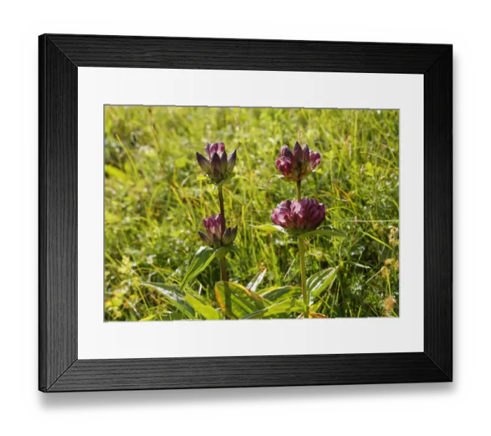 Framed Print : Gentian -Gentiana pannonica-, Mangfall mountains, Upper Bavaria, Bavaria, Germany Framed Print : Gentian -Gentiana pannonica-, Mangfall mountains, Upper Bavaria, Bavaria, Germany