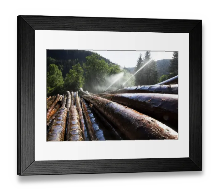 Framed Print : Wet storage, artificial irrigation for the preservation of tree trunks, Neustadt, Titisee-Neustadt, Black Forest, Baden-Wurttemberg, Germany Framed Print : Wet storage, artificial irrigation for the preservation of tree trunks, Neustadt, Titisee-Neustadt, Black Forest, Baden-Wurttemberg, Germany