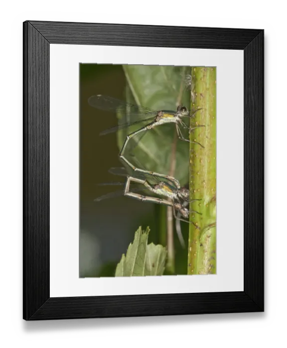 Framed Print : Willow Emerald Damselflies -Chalcolestes viridis-, young couple laying eggs on an Alder, Abtsgmuend, Baden-Wurttemberg, Germany