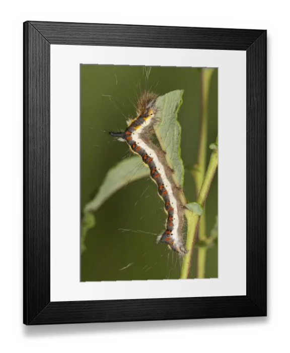 Framed Print : Caterpillar of a Grey Dagger Moth -Acronista psi- feeding on an Eared Sallow Bush -Salicetum auritae-, Baden-Wurttemberg, Germany