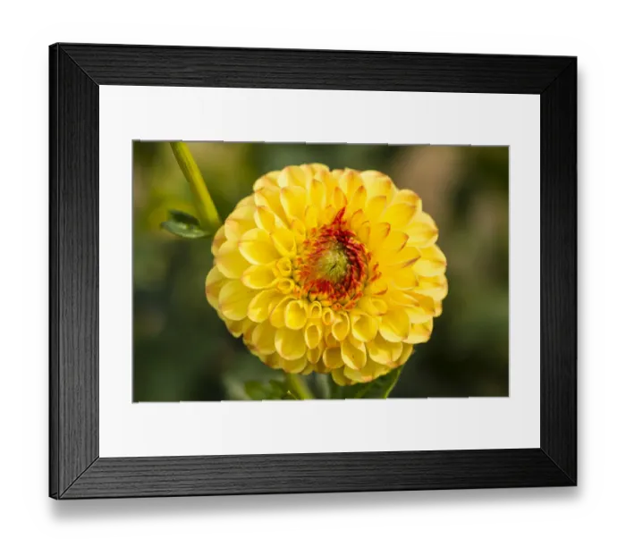 Framed Print : Dahlia -Dahlia sp. -, Hesse, Germany Framed Print : Dahlia -Dahlia sp. -, Hesse, Germany