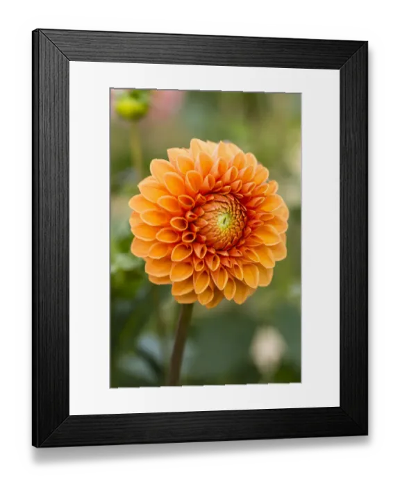 Framed Print : Dahlia -Dahlia sp. -, Hesse, Germany Framed Print : Dahlia -Dahlia sp. -, Hesse, Germany