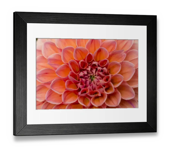 Framed Print : Dahlia -Dahlia sp. -, Hesse, Germany Framed Print : Dahlia -Dahlia sp. -, Hesse, Germany