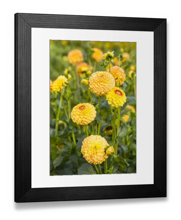 Framed Print : Dahlias -Dahlia sp. -, Hesse, Germany