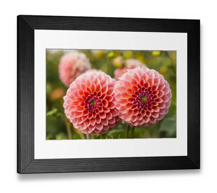 Framed Print : Dahlias -Dahlia sp. -, Hesse, Germany Framed Print : Dahlias -Dahlia sp. -, Hesse, Germany
