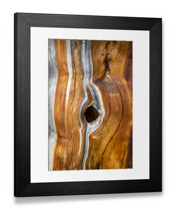 Framed Print : Dead Swiss Stone Pine -Pinus cembra-, detail