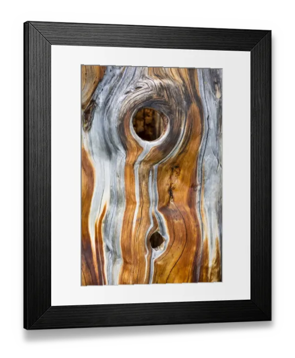 Framed Print : Dead Swiss Stone Pine -Pinus cembra-, detail Framed Print : Dead Swiss Stone Pine -Pinus cembra-, detail