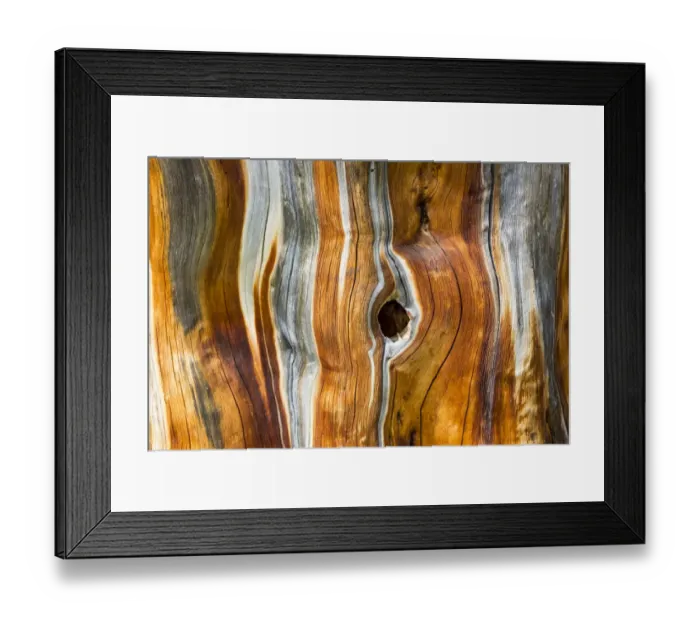 Framed Print : Dead Swiss Stone Pine -Pinus cembra-, detail Framed Print : Dead Swiss Stone Pine -Pinus cembra-, detail
