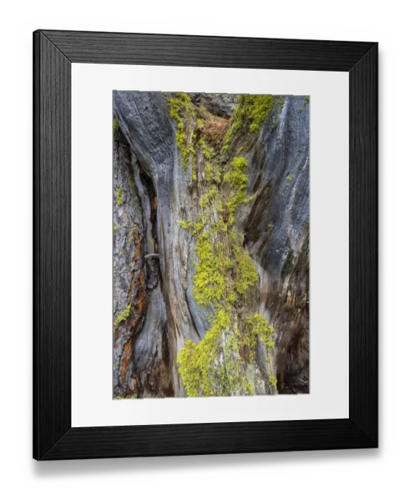 Framed Print : Lichen on a dead Swiss Stone Pine -Pinus cembra-