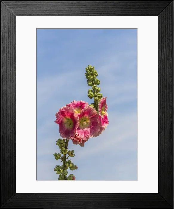 Framed Print : Flowering Hollyhock -Alcea rosea-, Bavaria, Germany Framed Print : Flowering Hollyhock -Alcea rosea-, Bavaria, Germany