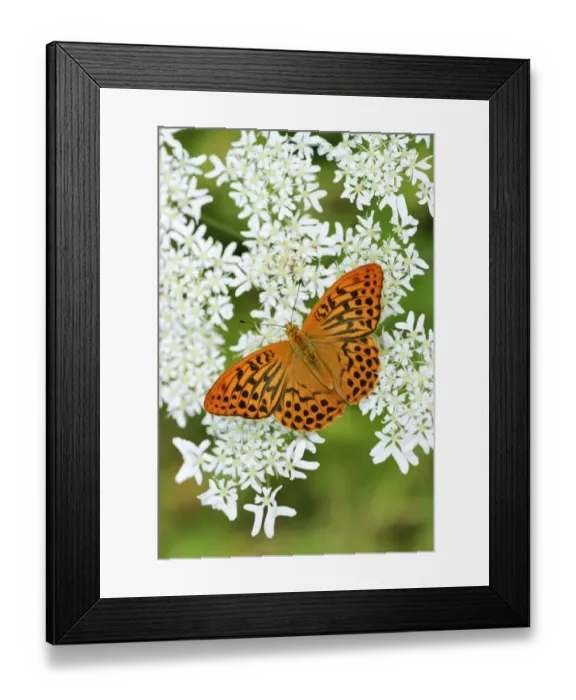 Framed Print : Silver-washed Fritillary -Argynnis paphia- perched on a Chervil plant -Anthriscus-, Kanton Zug, Switzerland Framed Print : Silver-washed Fritillary -Argynnis paphia- perched on a Chervil plant -Anthriscus-, Kanton Zug, Switzerland