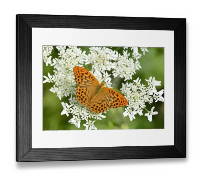 Framed Print : Silver-washed Fritillary -Argynnis paphia- perched on a Chervil plant -Anthriscus-, Kanton Zug, Switzerland