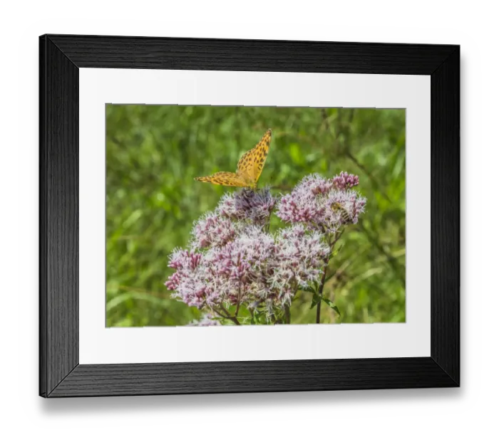 Framed Print : Small Fritillary -Issoria lathonia- on Grauer Alpendost -Adenostyles alliariae-, Bavaria, Germany