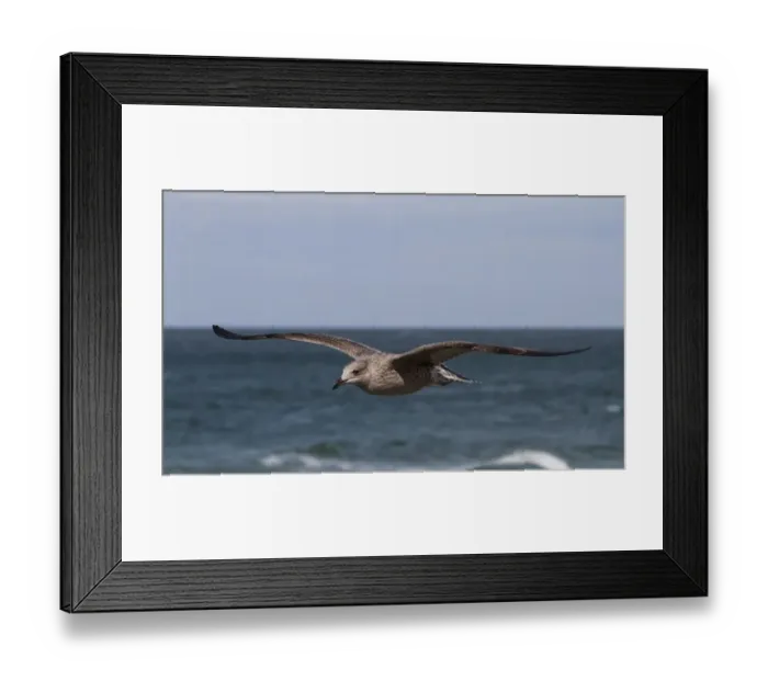 Framed Print : Herring Gull -Larus argentatus-, Baltic Sea, Zingst, Mecklenburg-Western Pomerania, Germany Framed Print : Herring Gull -Larus argentatus-, Baltic Sea, Zingst, Mecklenburg-Western Pomerania, Germany