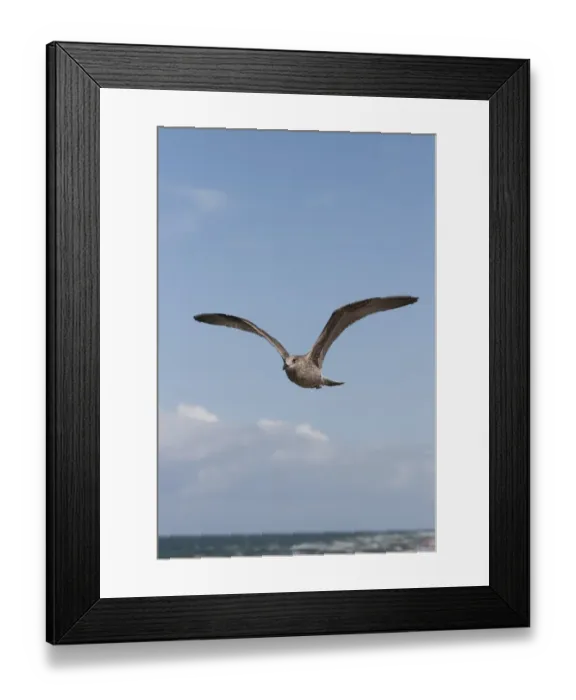 Framed Print : Herring Gull -Larus argentatus-, Baltic Sea, Zingst, Mecklenburg-Western Pomerania, Germany Framed Print : Herring Gull -Larus argentatus-, Baltic Sea, Zingst, Mecklenburg-Western Pomerania, Germany
