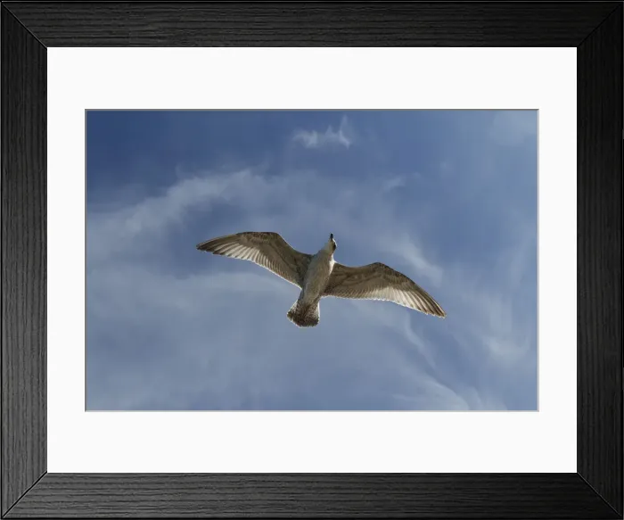 Framed Print : Herring Gull -Larus argentatus-, Baltic Sea, Zingst, Mecklenburg-Western Pomerania, Germany Framed Print : Herring Gull -Larus argentatus-, Baltic Sea, Zingst, Mecklenburg-Western Pomerania, Germany