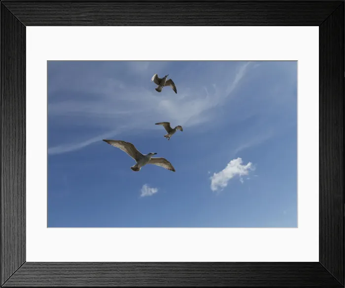Framed Print : Herring Gulls -Larus argentatus-, Baltic Sea, Zingst, Mecklenburg-Western Pomerania, Germany Framed Print : Herring Gulls -Larus argentatus-, Baltic Sea, Zingst, Mecklenburg-Western Pomerania, Germany