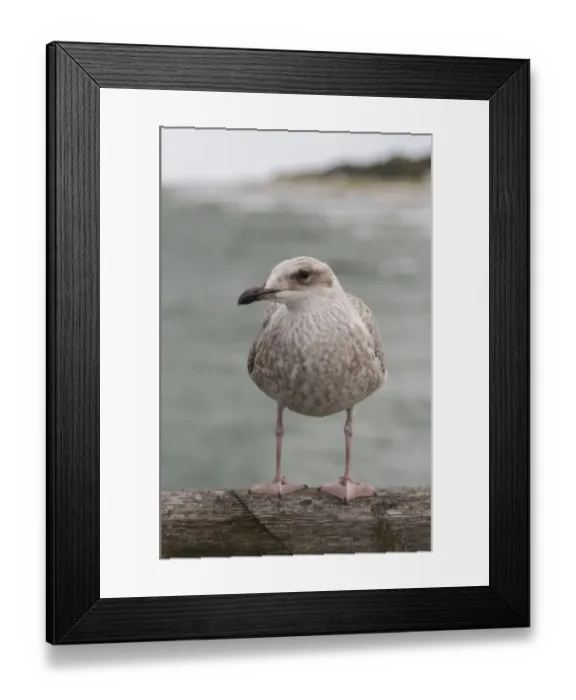 Framed Print : Herring Gull -Larus argentatus-, Baltic Sea, Zingst, Mecklenburg-Western Pomerania, Germany Framed Print : Herring Gull -Larus argentatus-, Baltic Sea, Zingst, Mecklenburg-Western Pomerania, Germany