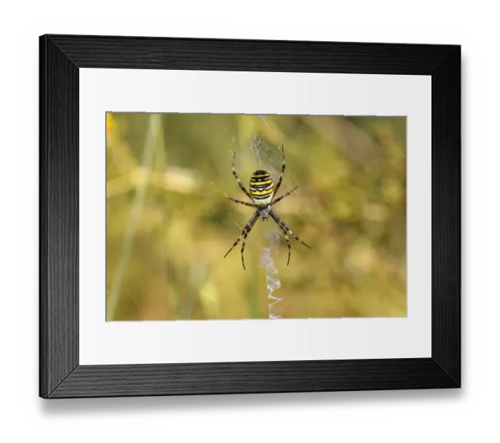 Framed Print : Wasp Spider or Zebra Spider -Argiope bruennichi-, female sitting in a web, North Rhine-Westphalia, Germany Framed Print : Wasp Spider or Zebra Spider -Argiope bruennichi-, female sitting in a web, North Rhine-Westphalia, Germany
