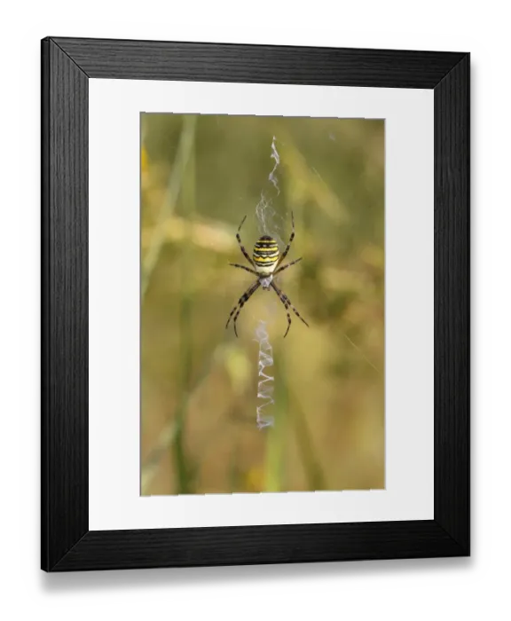 Framed Print : Wasp Spider or Zebra Spider -Argiope bruennichi-, female sitting in a web, North Rhine-Westphalia, Germany Framed Print : Wasp Spider or Zebra Spider -Argiope bruennichi-, female sitting in a web, North Rhine-Westphalia, Germany
