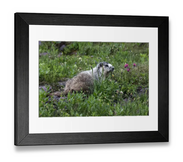 Framed Print : Marmot -Marmota sp. -, Glacier National Park, Montana, United States Framed Print : Marmot -Marmota sp. -, Glacier National Park, Montana, United States