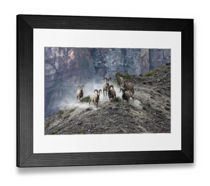 Framed Print : Bighorn Sheep -Ovis canadensis-, Glacier National Park, Montana, United States Framed Print : Bighorn Sheep -Ovis canadensis-, Glacier National Park, Montana, United States