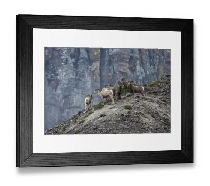 Framed Print : Bighorn Sheep -Ovis canadensis-, Glacier National Park, Montana, United States Framed Print : Bighorn Sheep -Ovis canadensis-, Glacier National Park, Montana, United States