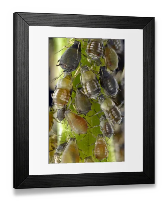 Framed Print : Aphids -Aphidoidea-, colony, pests, macro shot, Baden-Wurttemberg, Germany Framed Print : Aphids -Aphidoidea-, colony, pests, macro shot, Baden-Wurttemberg, Germany