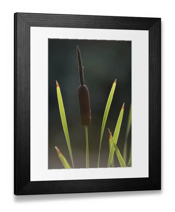 Framed Print : Cattail -Typha-, Stuttgart, Baden-Wurttemberg, Germany Framed Print : Cattail -Typha-, Stuttgart, Baden-Wurttemberg, Germany