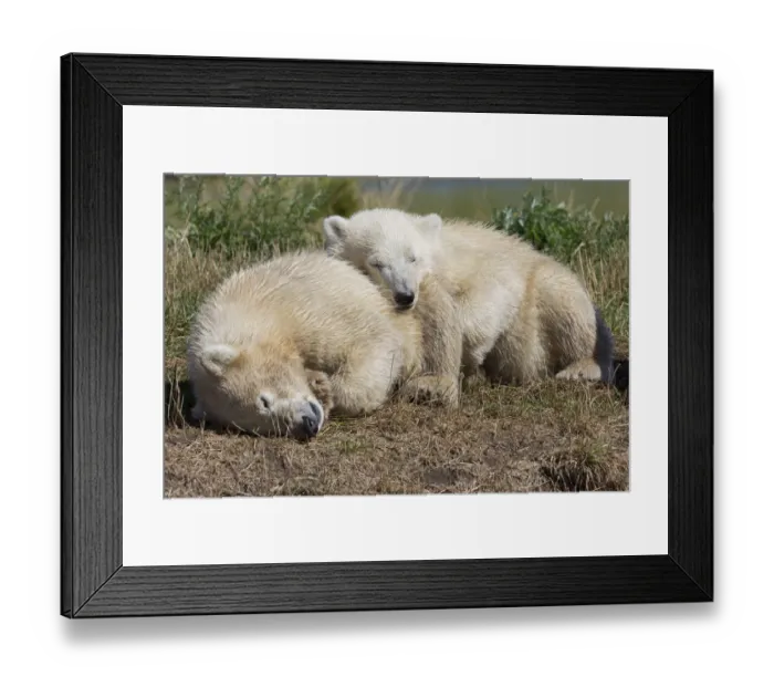 Framed Print : Polar Bears -Ursus maritimus-, cubs, in Skandinavisk Dyrepark or Scandinavian Wildlife Park, Jutland, Denmark Framed Print : Polar Bears -Ursus maritimus-, cubs, in Skandinavisk Dyrepark or Scandinavian Wildlife Park, Jutland, Denmark