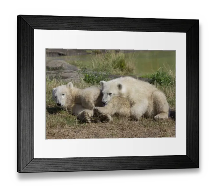 Framed Print : Polar Bears -Ursus maritimus-, cubs, in Skandinavisk Dyrepark or Scandinavian Wildlife Park, Jutland, Denmark Framed Print : Polar Bears -Ursus maritimus-, cubs, in Skandinavisk Dyrepark or Scandinavian Wildlife Park, Jutland, Denmark