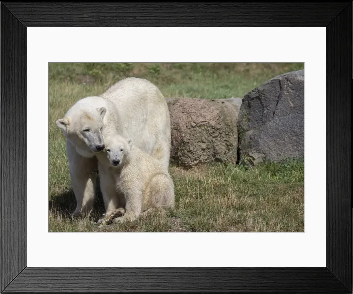 Framed Print : Polar Bears -Ursus maritimus-, mother with a cub, in Skandinavisk Dyrepark or Scandinavian Wildlife Park, Jutland, Denmark Framed Print : Polar Bears -Ursus maritimus-, mother with a cub, in Skandinavisk Dyrepark or Scandinavian Wildlife Park, Jutland, Denmark