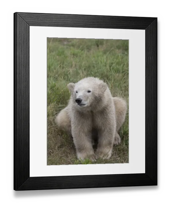 Framed Print : Polar Bear -Ursus maritimus-, cub, in Skandinavisk Dyrepark or Scandinavian Wildlife Park, Jutland, Denmark Framed Print : Polar Bear -Ursus maritimus-, cub, in Skandinavisk Dyrepark or Scandinavian Wildlife Park, Jutland, Denmark