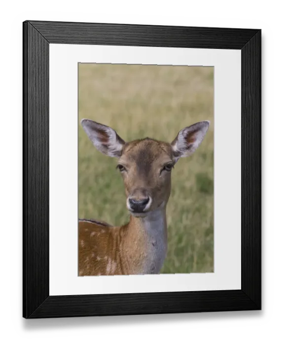 Framed Print : Fallow Deer -Dama dama- in Skandinavisk Dyrepark or Scandinavian Wildlife Park, Jutland, Denmark Framed Print : Fallow Deer -Dama dama- in Skandinavisk Dyrepark or Scandinavian Wildlife Park, Jutland, Denmark