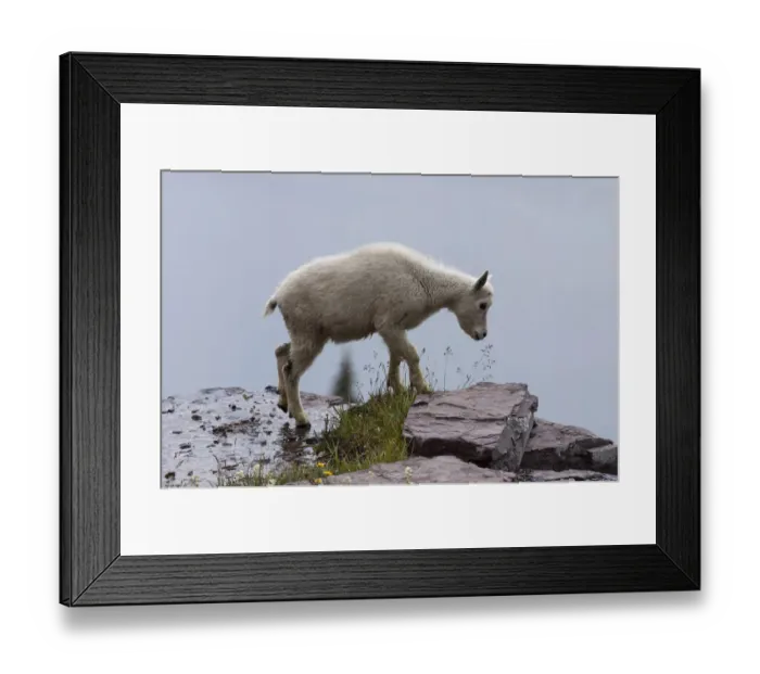 Framed Print : Mountain Goat -oreamnos americanus-, goatling on a snow field, Glacier National Park, Montana, United States Framed Print : Mountain Goat -oreamnos americanus-, goatling on a snow field, Glacier National Park, Montana, United States