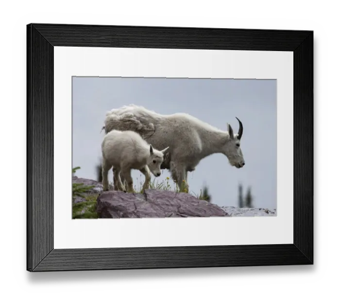 Framed Print : Mountain Goat -oreamnos americanus- with goatling on a snow field, Glacier National Park, Montana, United States Framed Print : Mountain Goat -oreamnos americanus- with goatling on a snow field, Glacier National Park, Montana, United States