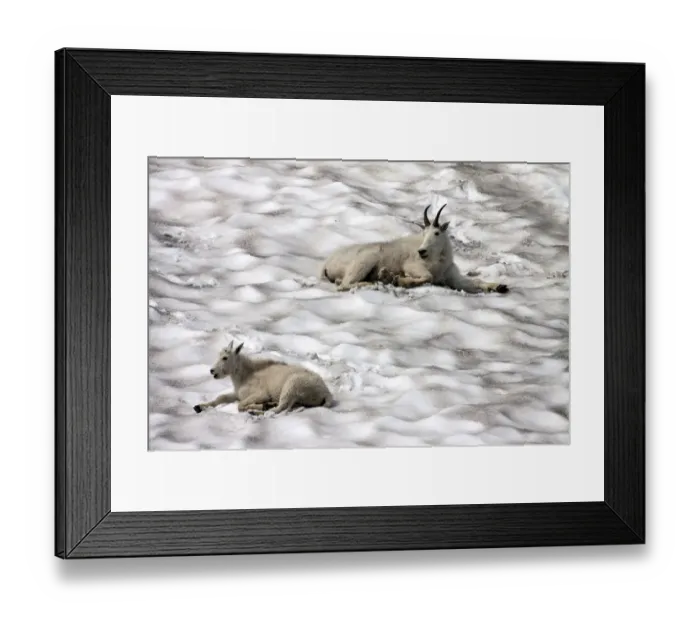 Framed Print : Mountain Goats -oreamnos americanus- on a snow field, Glacier National Park, Montana, United States Framed Print : Mountain Goats -oreamnos americanus- on a snow field, Glacier National Park, Montana, United States