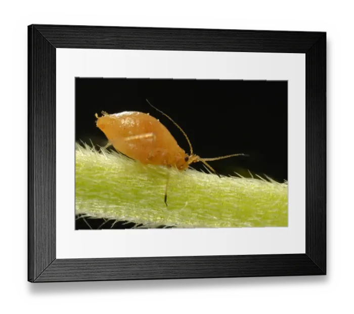 Framed Print : Young Aphid -Aphidoidea- on the flower stem of a Daisy -Bellis perennis-, pest, macro shot, Baden-Wurttemberg, Germany