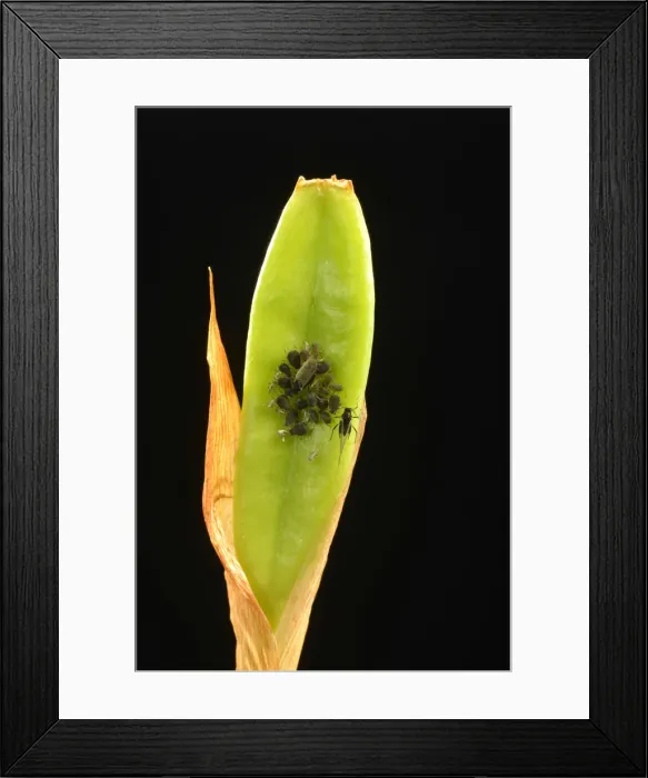 Framed Print : Colony of adult Aphids -Aphididae- on a Lily -Lilium-, pest, Baden-Wurttemberg, Germany Framed Print : Colony of adult Aphids -Aphididae- on a Lily -Lilium-, pest, Baden-Wurttemberg, Germany