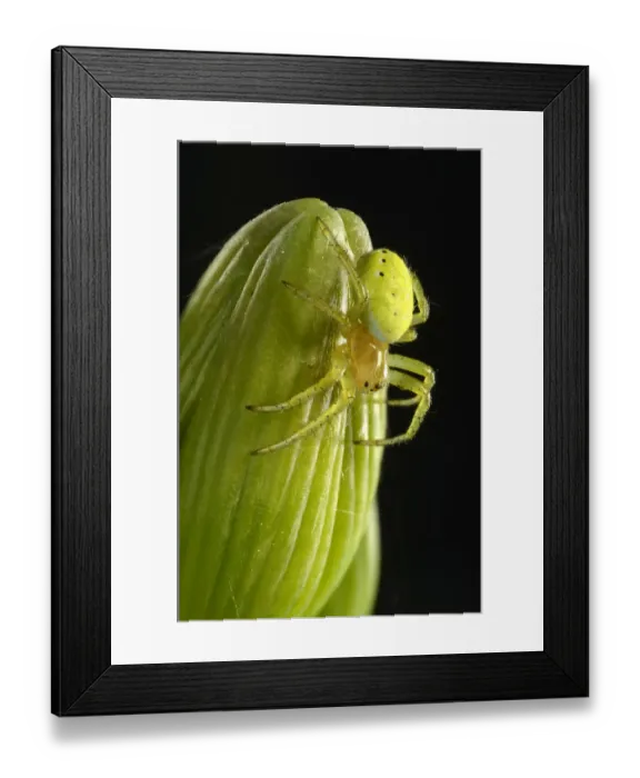 Framed Print : Cucumber Green Spider -Araniella cucurbitina-, young animal on a Bearded Iris -Iris germanica-, macro shot, Baden-Wurttemberg, Germany Framed Print : Cucumber Green Spider -Araniella cucurbitina-, young animal on a Bearded Iris -Iris germanica-, macro shot, Baden-Wurttemberg, Germany
