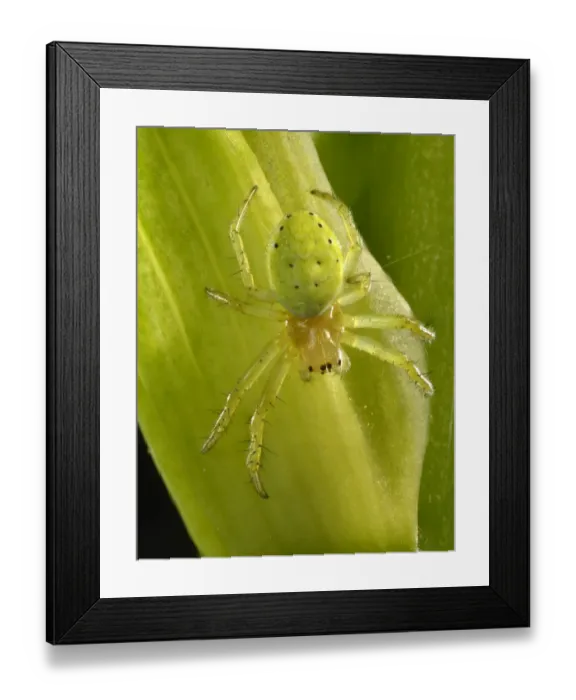 Framed Print : Cucumber Green Spider -Araniella cucurbitina-, young animal on a Bearded Iris -Iris germanica-, macro shot, Baden-Wurttemberg, Germany Framed Print : Cucumber Green Spider -Araniella cucurbitina-, young animal on a Bearded Iris -Iris germanica-, macro shot, Baden-Wurttemberg, Germany