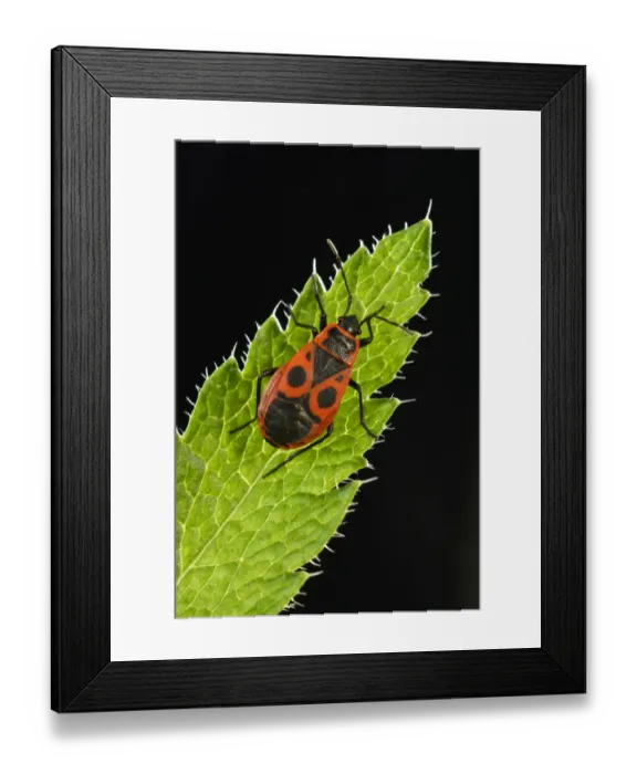 Framed Print : Common Firebug -Pyrrhocoris apterus-, macro shot, Baden-Wurttemberg, Germany Framed Print : Common Firebug -Pyrrhocoris apterus-, macro shot, Baden-Wurttemberg, Germany