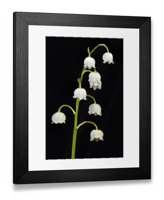Framed Print : Lily of the Valley -Convallaria majalis-, Stuttgart, Baden-Wurttemberg, Germany Framed Print : Lily of the Valley -Convallaria majalis-, Stuttgart, Baden-Wurttemberg, Germany