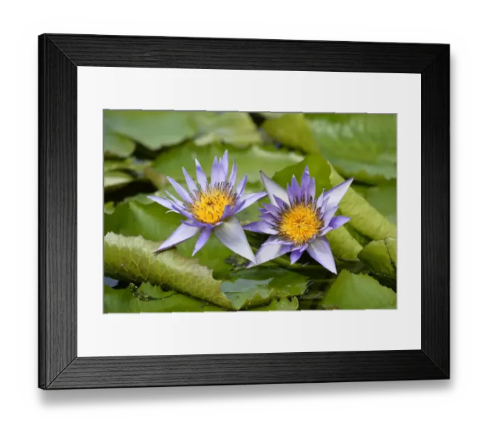 Framed Print : Giant water lilies -Nymphaea gigantea-, Stuttgart, Baden-Wurttemberg, Germany Framed Print : Giant water lilies -Nymphaea gigantea-, Stuttgart, Baden-Wurttemberg, Germany