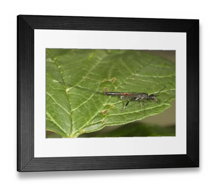 Framed Print : Gasteruptiid Wasp -Gasteruption jaculator-, female, Baden-Wurttemberg, Germany