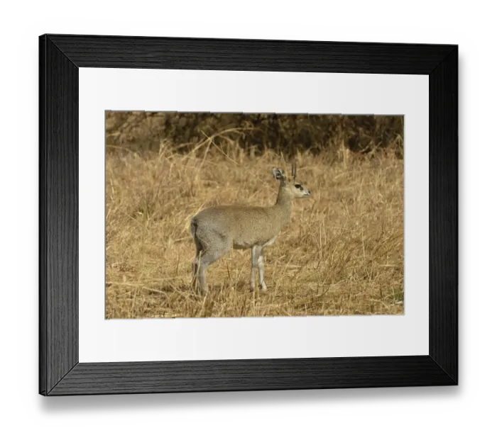 Framed Print : Kirks Dik-dik -Madoqua kirkii-, Serengeti National Park, Serengeti, Tanzania Framed Print : Kirks Dik-dik -Madoqua kirkii-, Serengeti National Park, Serengeti, Tanzania