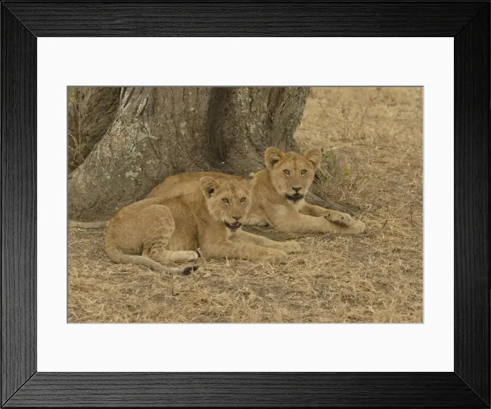 Framed Print : Lion -Panthera leo-, cubs, Serengeti National Park, Serengeti, Tanzania Framed Print : Lion -Panthera leo-, cubs, Serengeti National Park, Serengeti, Tanzania