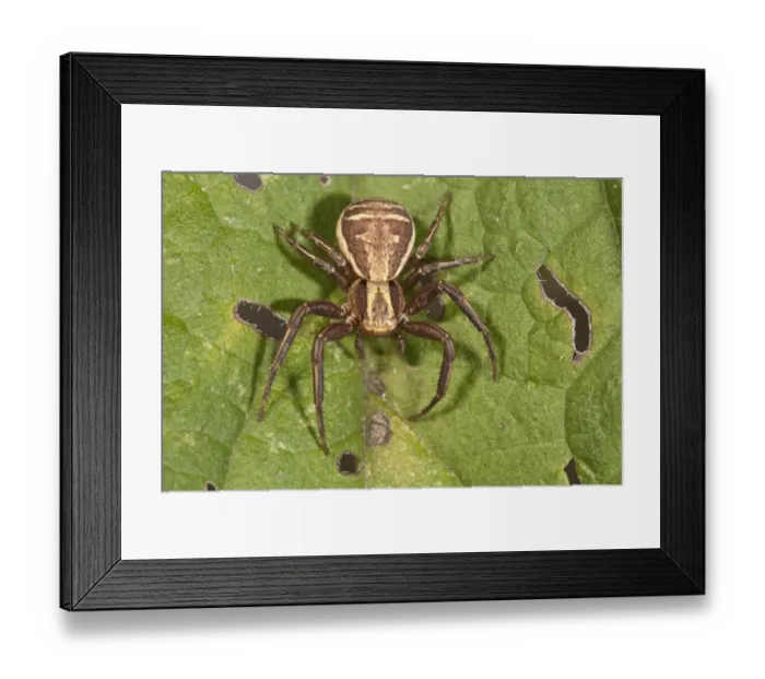 Framed Print : Crab Spider -Xystus cristatus-, female in waiting postion, Baden-Wurttemberg, Germany Framed Print : Crab Spider -Xystus cristatus-, female in waiting postion, Baden-Wurttemberg, Germany