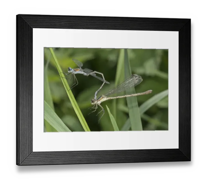Framed Print : Emerald Damselflies -Lestes sponsa-, couple, Baden-Wurttemberg, Germany Framed Print : Emerald Damselflies -Lestes sponsa-, couple, Baden-Wurttemberg, Germany