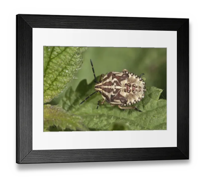 Framed Print : Purple Shield Bug -Carpocoris purpureipennis-, larva in the fifth instar, Untergroningen, Abtsgmuend, Baden-Wurttemberg, Germany Framed Print : Purple Shield Bug -Carpocoris purpureipennis-, larva in the fifth instar, Untergroningen, Abtsgmuend, Baden-Wurttemberg, Germany